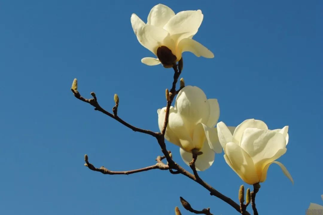 这年春天的玉兰花特别好看，玉兰花图片 春天的玉兰花图片欣赏(图3)