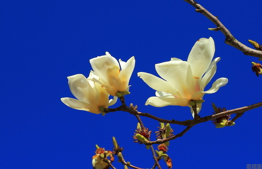 这年春天的玉兰花特别好看，玉兰花图片 春天的玉兰花图片欣赏(图6)