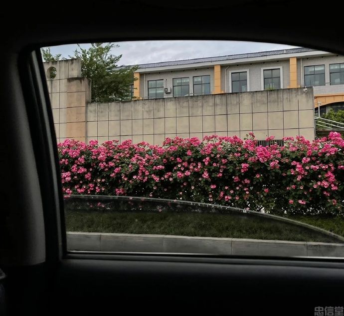 再也找不到的朋友圈封面风景背景图片干净治愈系-车窗外的鲜花美景(图2)