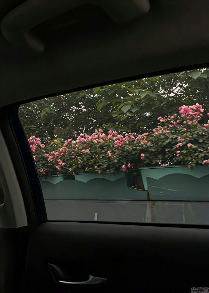 再也找不到的朋友圈封面风景背景图片干净治愈系-车窗外的鲜花美景(图7)