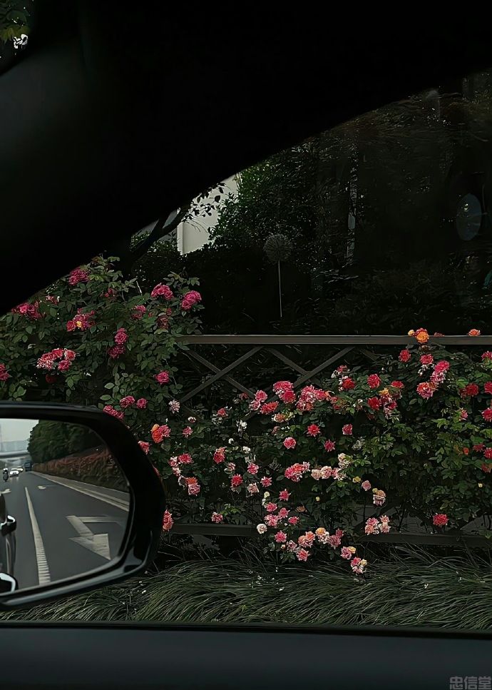 再也找不到的朋友圈封面风景背景图片干净治愈系-车窗外的鲜花美景(图9)