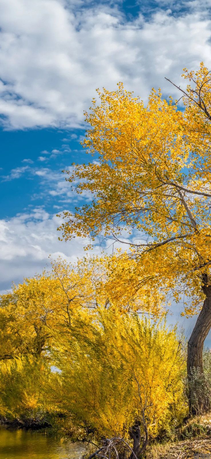 金黄色的秋天风景手机壁纸高清竖屏图片大全集(图2)