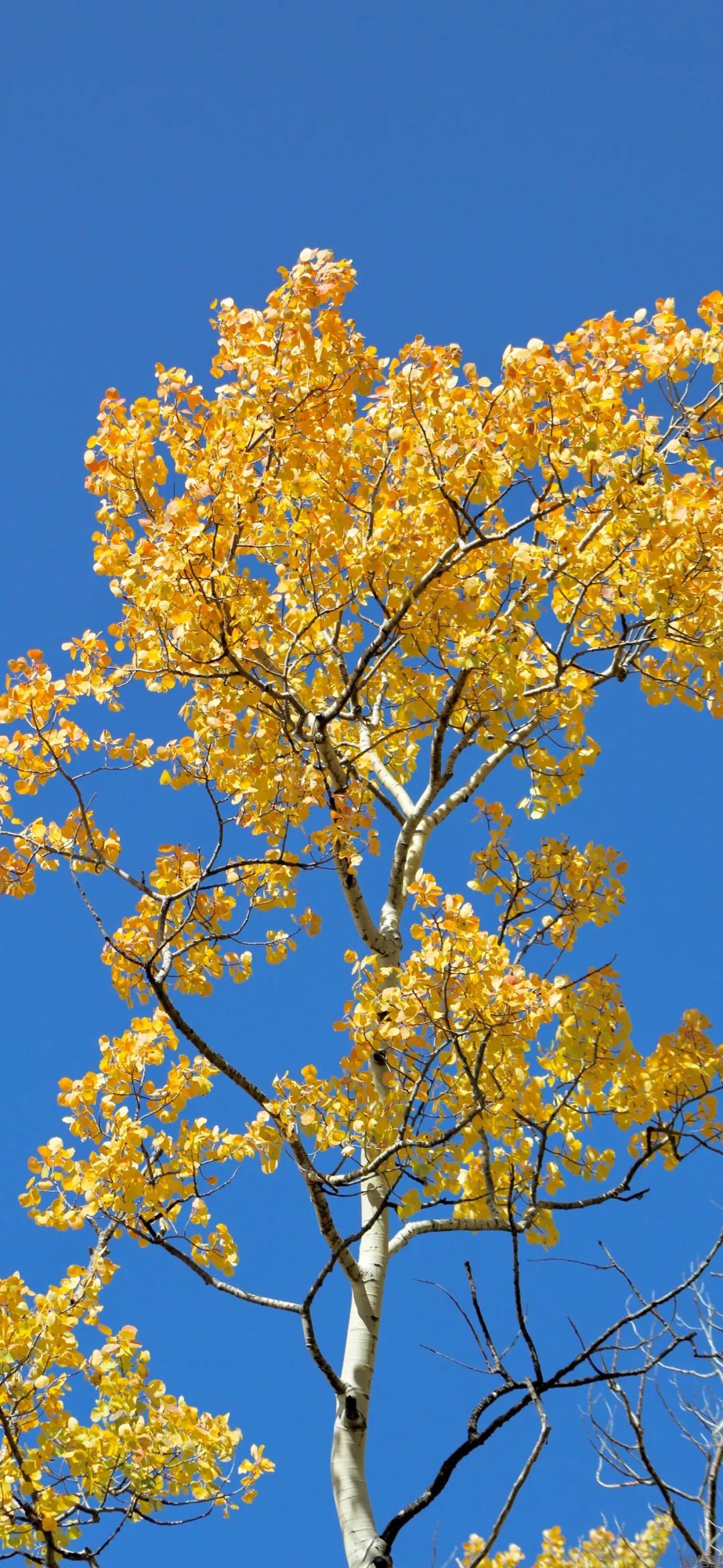金黄色的秋天风景手机壁纸高清竖屏图片大全集(图3)