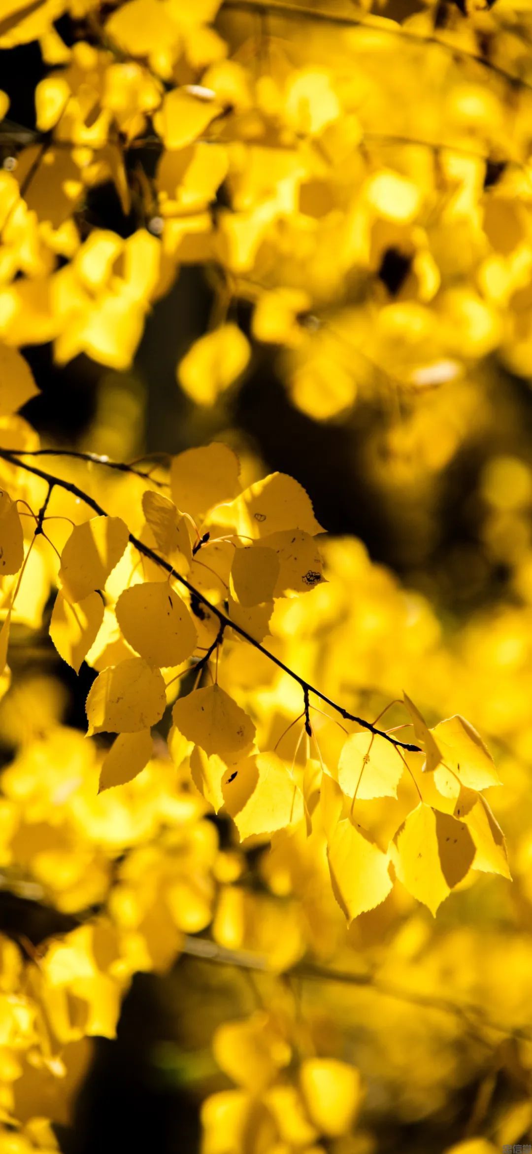 金黄色的秋天风景手机壁纸高清竖屏图片大全集(图4)