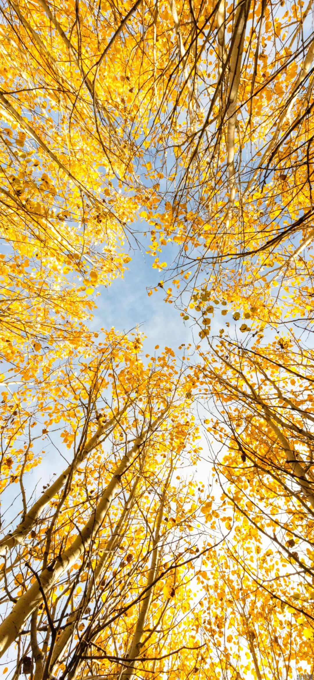 金黄色的秋天风景手机壁纸高清竖屏图片大全集(图5)