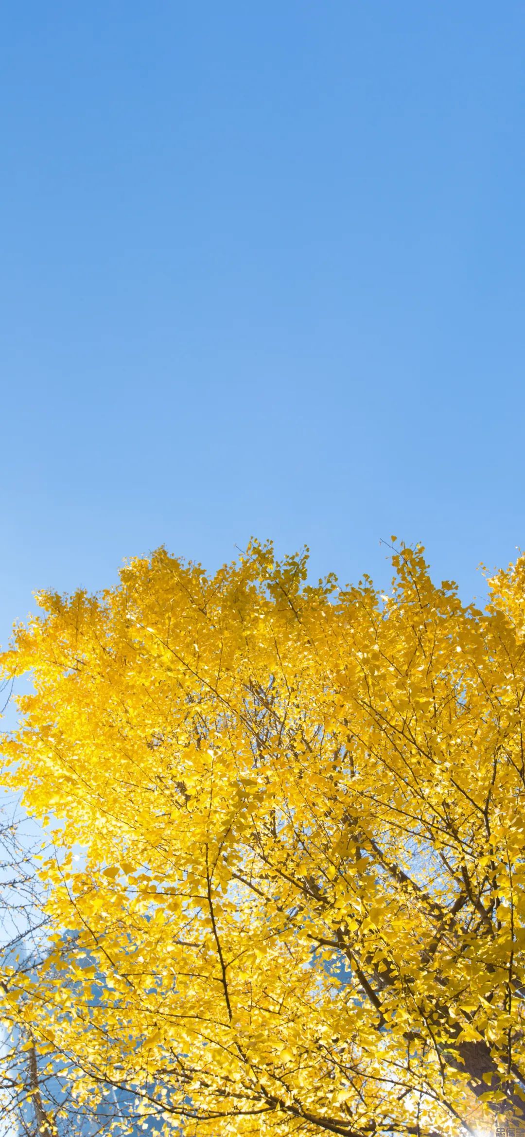 金黄色的秋天风景手机壁纸高清竖屏图片大全集(图7)