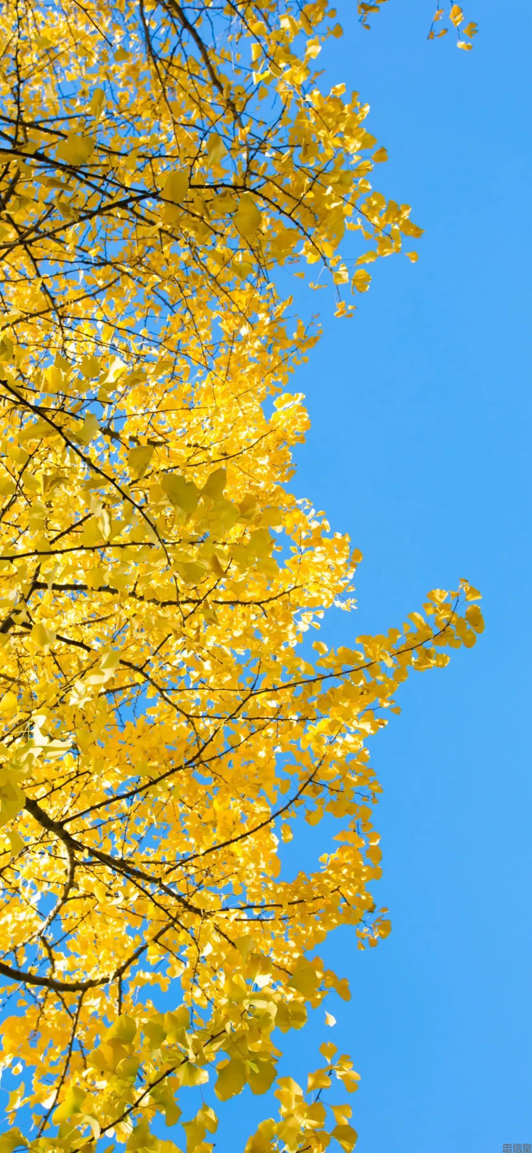 金黄色的秋天风景手机壁纸高清竖屏图片大全集(图6)