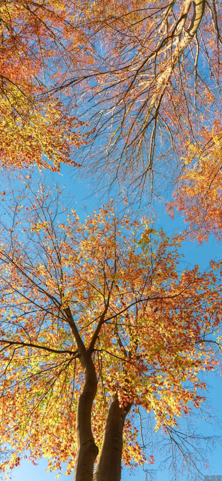 金黄色的秋天风景手机壁纸高清竖屏图片大全集(图8)